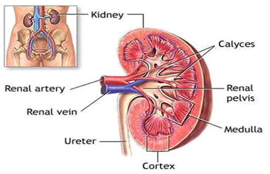 Định lượng nồng độ cortisol máu trong chẩn đoán hội chứng Cushing và s Trung tâm xét nghiệm Genmedic