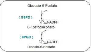 g6pd3